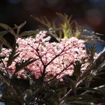 Baza čierna (Sambucus nigra) ´BLACK BEAUTY´ - výška 10-20 cm, kont. C2L